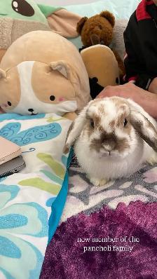 Free Bunny  Cage and Food