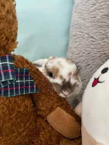 Free Bunny  Cage and Food - Photo 2