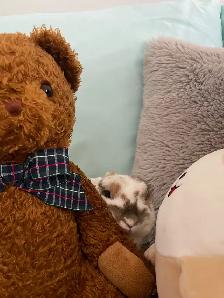 Free Bunny  Cage and Food - Photo 3