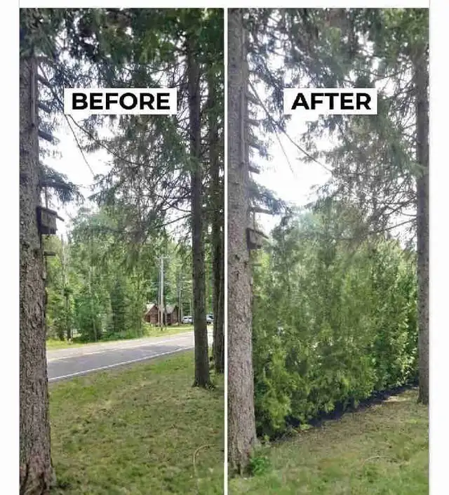 Cedar Trees - VOLUME DISCOUNTS