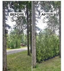 Cedar Trees - VOLUME DISCOUNTS