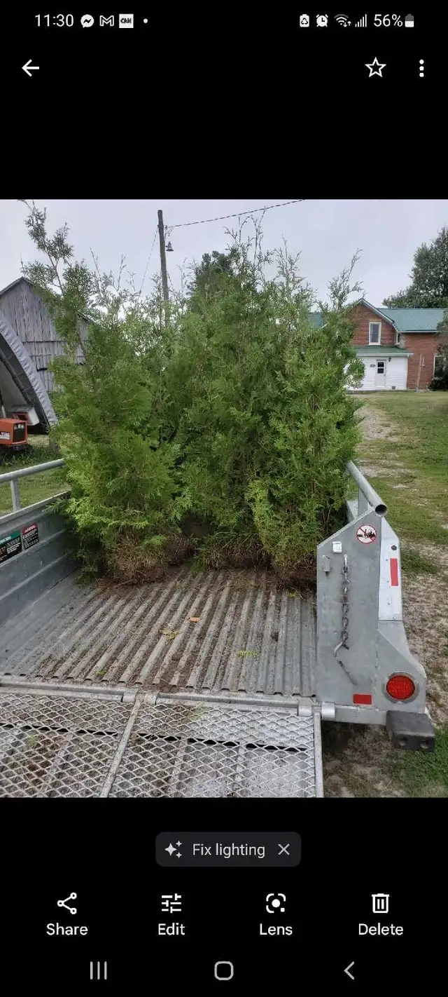 Cedar Trees - VOLUME DISCOUNTS - Photo 3