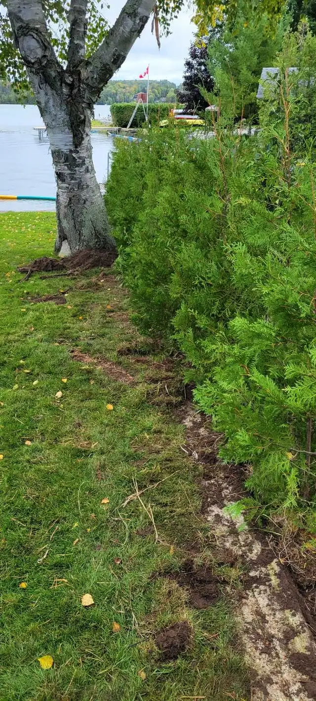 Cedar Trees - VOLUME DISCOUNTS - Photo 4