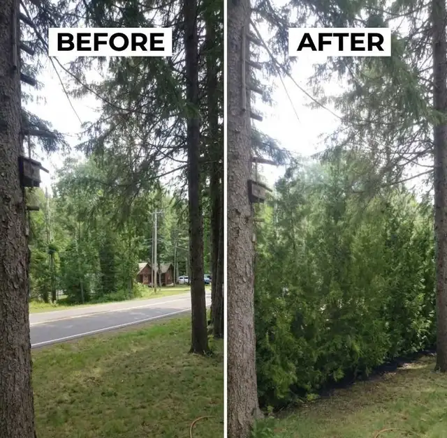 Cedar Trees - VOLUME DISCOUNTS!