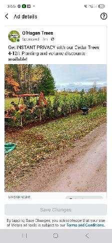 Cedar Trees - VOLUME DISCOUNTS! - Photo 2