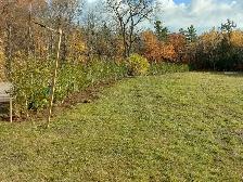 Cedar Trees - VOLUME DISCOUNTS! - Photo 3