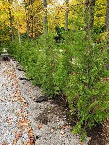 Cedar Trees - VOLUME DISCOUNTS! - Photo 6