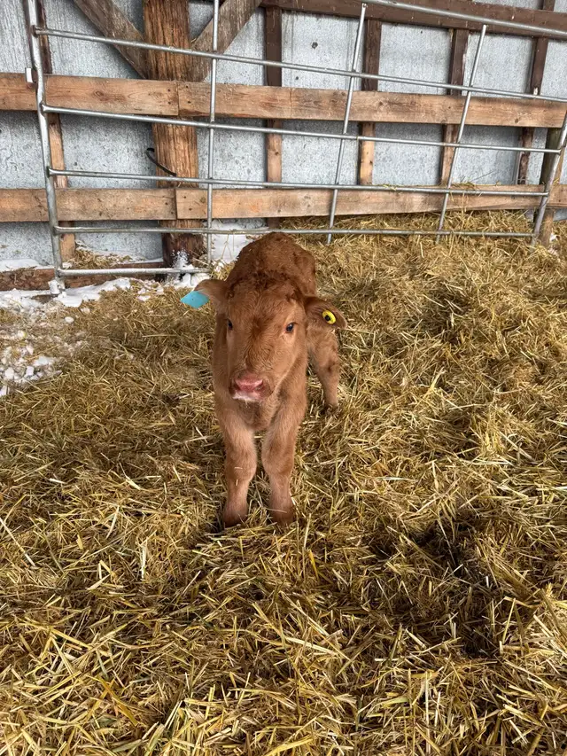 Bottle calf