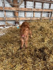 Bottle calf