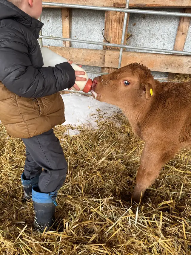 Bottle calf - Photo 2