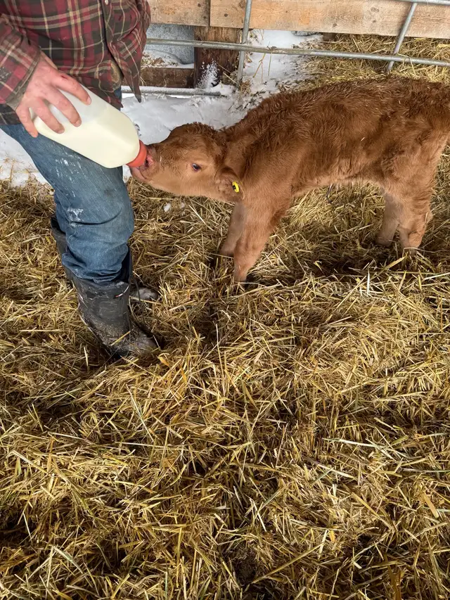 Bottle calf - Photo 3