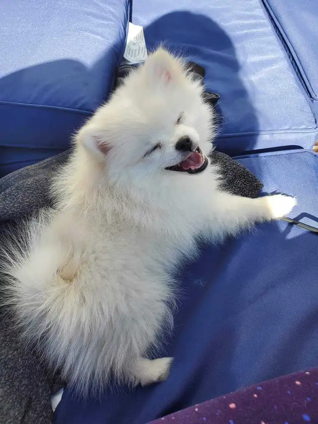 EXPERIENCED DOG BOARDING AVAILABLE/DOG DAYCARE/DOG TRAINING - Photo 4