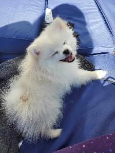 EXPERIENCED DOG BOARDING AVAILABLE/DOG DAYCARE/DOG TRAINING - Photo 4