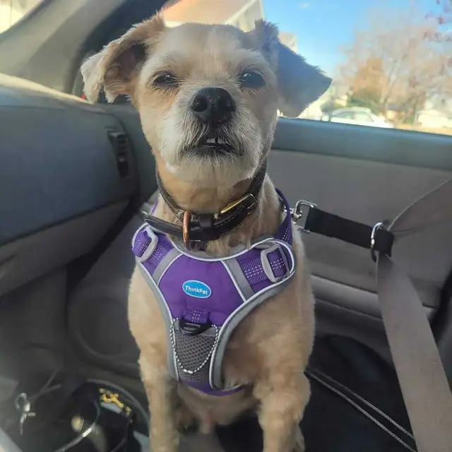 EXPERIENCED DOG BOARDING AVAILABLE/DOG DAYCARE/DOG TRAINING - Photo 6