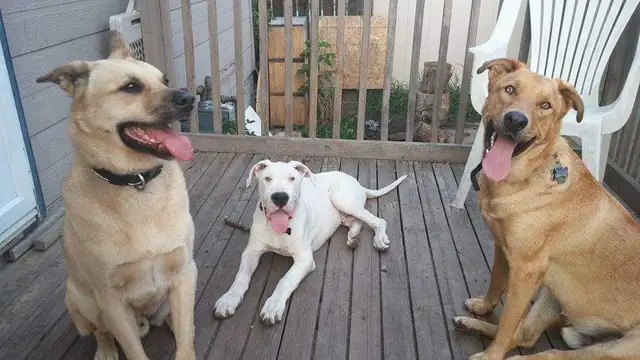 EXPERIENCED DOG BOARDING AVAILABLE/DOG DAYCARE/DOG TRAINING - Photo 7