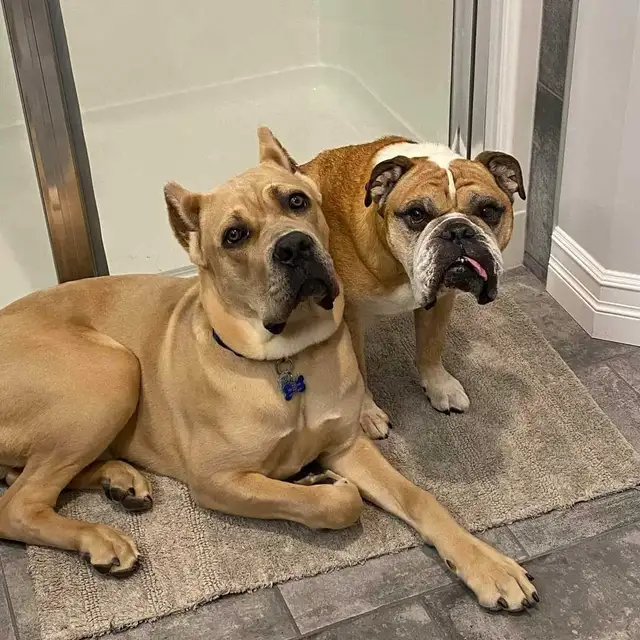 EXPERIENCED DOG BOARDING AVAILABLE/DOG DAYCARE/DOG TRAINING - Photo 8