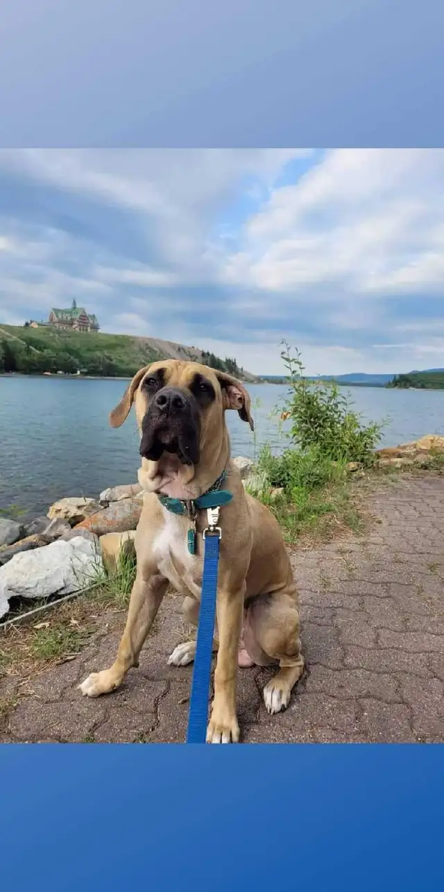 EXPERIENCED DOG BOARDING AVAILABLE/DOG DAYCARE/DOG TRAINING - Photo 9