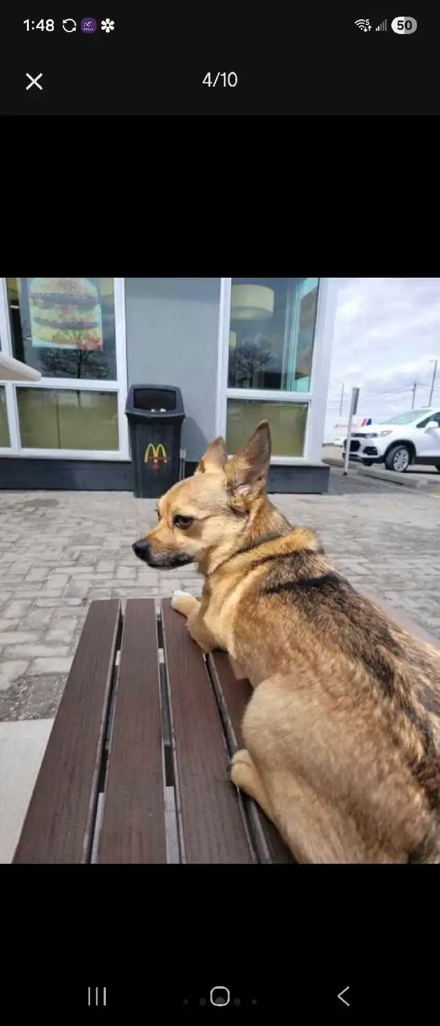 EXPERIENCED DOG BOARDING AVAILABLE/DOG DAYCARE/DOG TRAINING - Photo 10