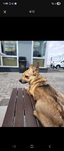 EXPERIENCED DOG BOARDING AVAILABLE/DOG DAYCARE/DOG TRAINING - Photo 10