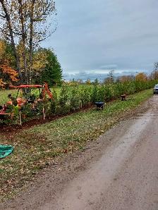 Cedar Trees up to 12ft! VOLUME DISCOUNTS