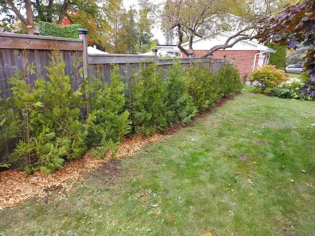 Cedar Trees up to 12ft! VOLUME DISCOUNTS - Photo 2