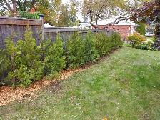 Cedar Trees up to 12ft! VOLUME DISCOUNTS - Photo 2
