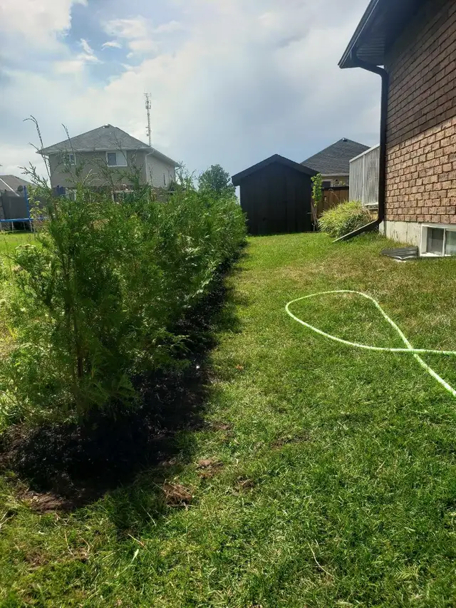 Cedar Trees up to 12ft! VOLUME DISCOUNTS - Photo 3