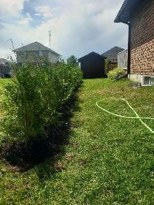 Cedar Trees up to 12ft! VOLUME DISCOUNTS - Photo 3