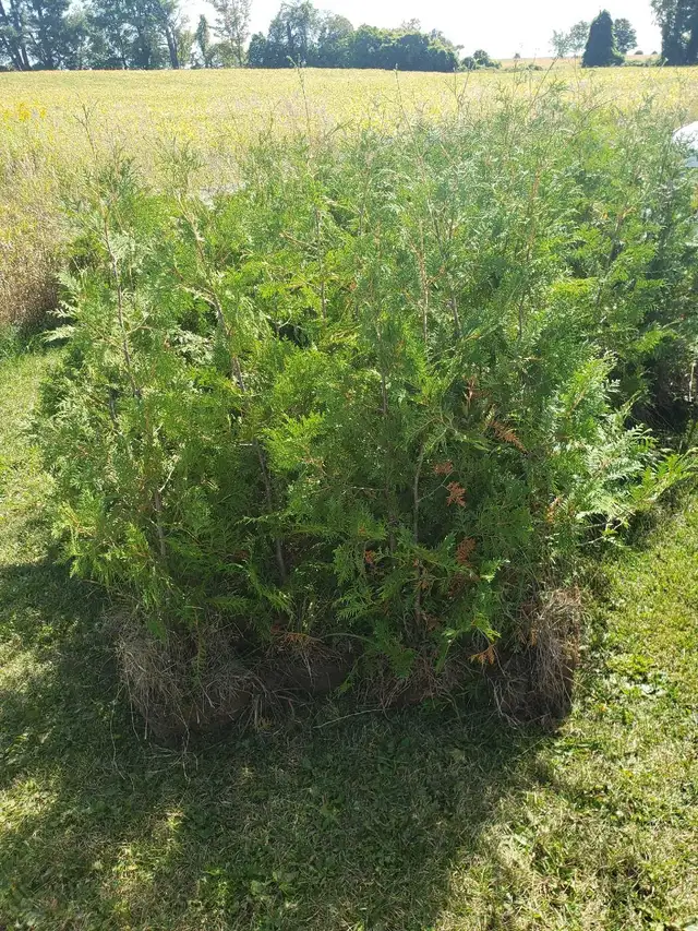 Cedar Trees up to 12ft! VOLUME DISCOUNTS - Photo 5