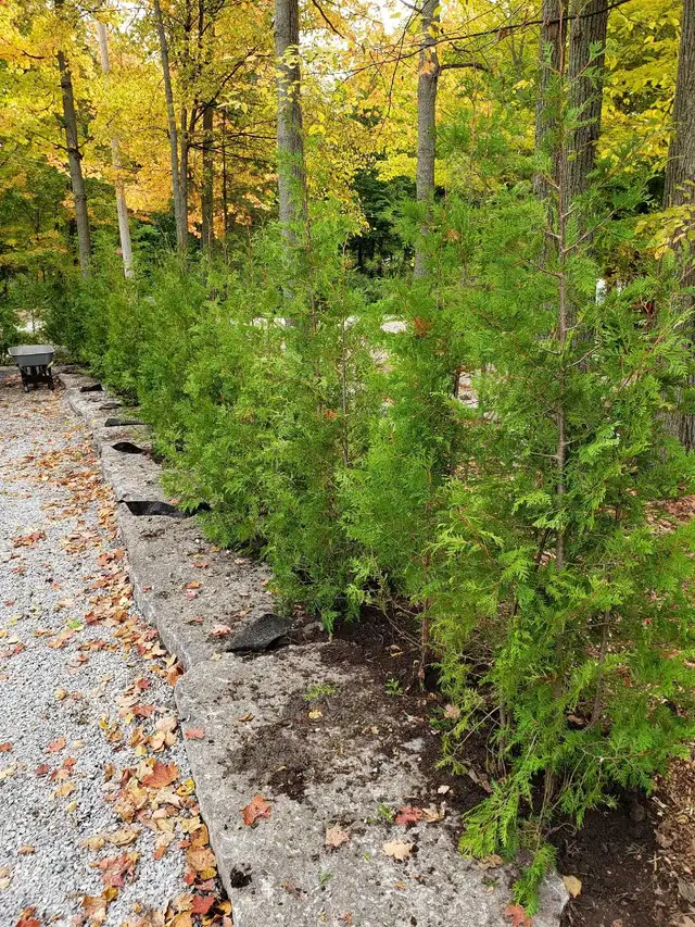 Cedar Trees up to 12ft! VOLUME DISCOUNTS - Photo 6