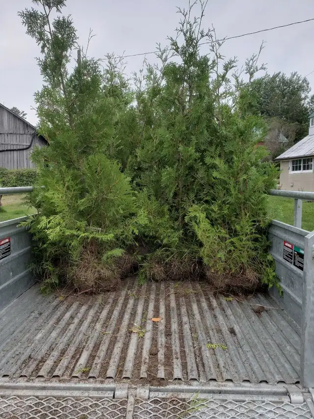 Cedar Trees up to 12ft! VOLUME DISCOUNTS - Photo 8