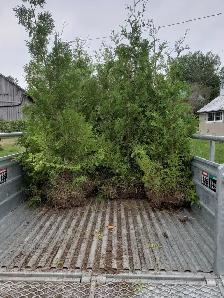 Cedar Trees up to 12ft! VOLUME DISCOUNTS - Photo 8