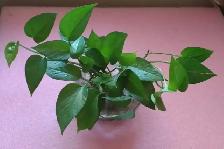 Pothos (Devil's Ivy) in Water