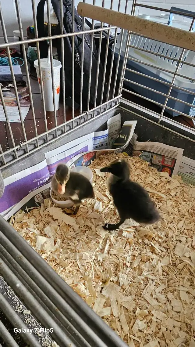 canard/canneton coureur indien