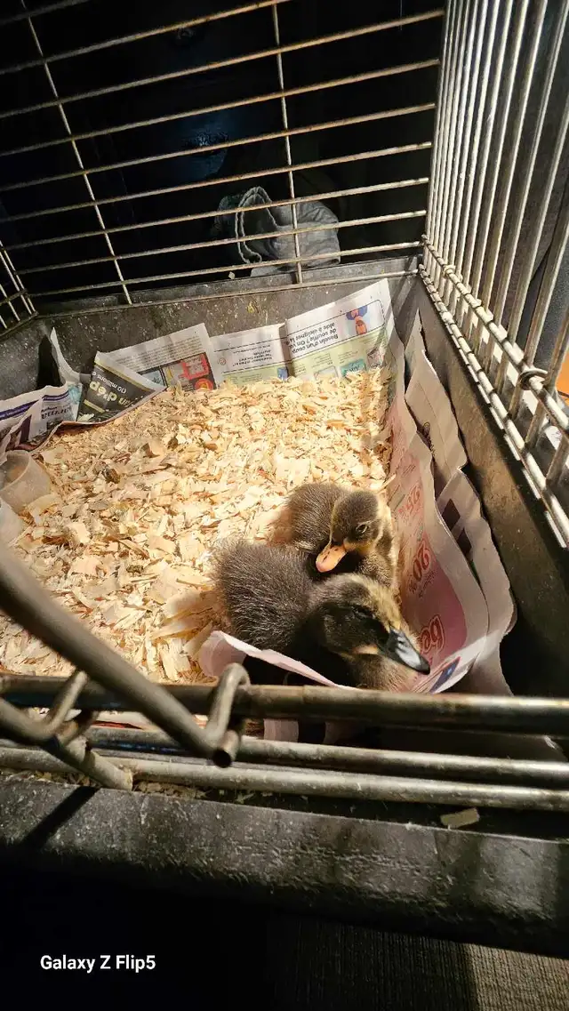 canard/canneton coureur indien - Photo 2