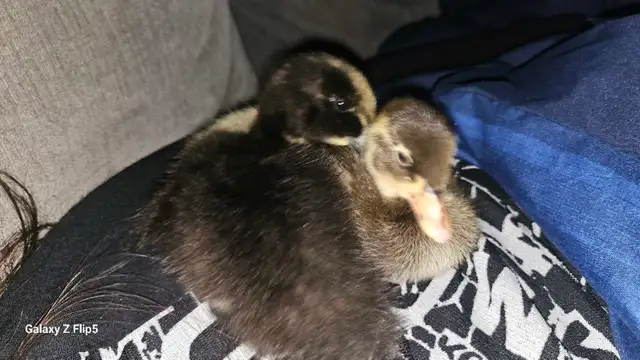 canard/canneton coureur indien - Photo 3