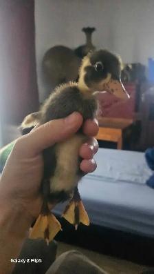 canard/canneton coureur indien - Photo 4