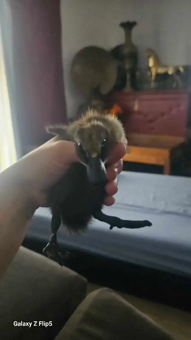 canard/canneton coureur indien - Photo 5