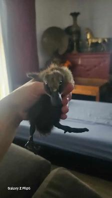 canard/canneton coureur indien - Photo 5