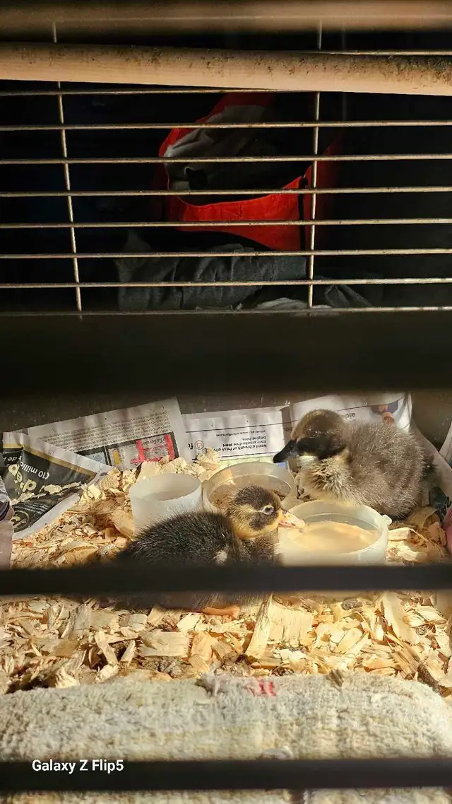 canard/canneton coureur indien - Photo 6