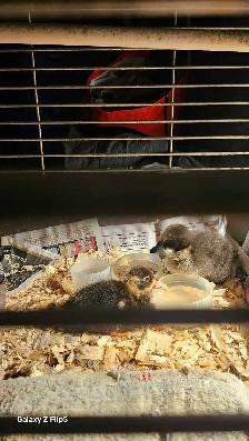 canard/canneton coureur indien - Photo 6