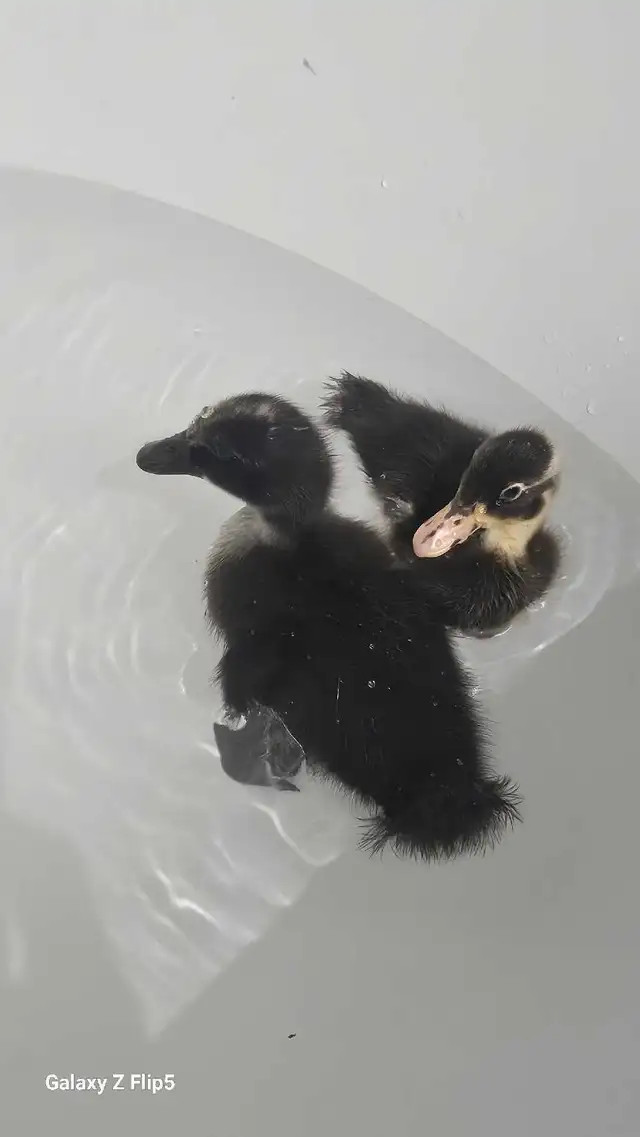 canard/canneton coureur indien - Photo 7