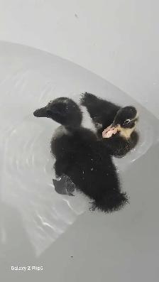 canard/canneton coureur indien - Photo 7