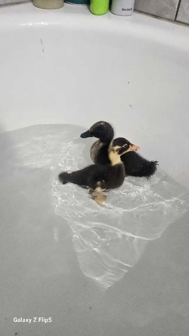 canard/canneton coureur indien - Photo 8