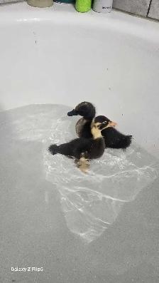 canard/canneton coureur indien - Photo 8