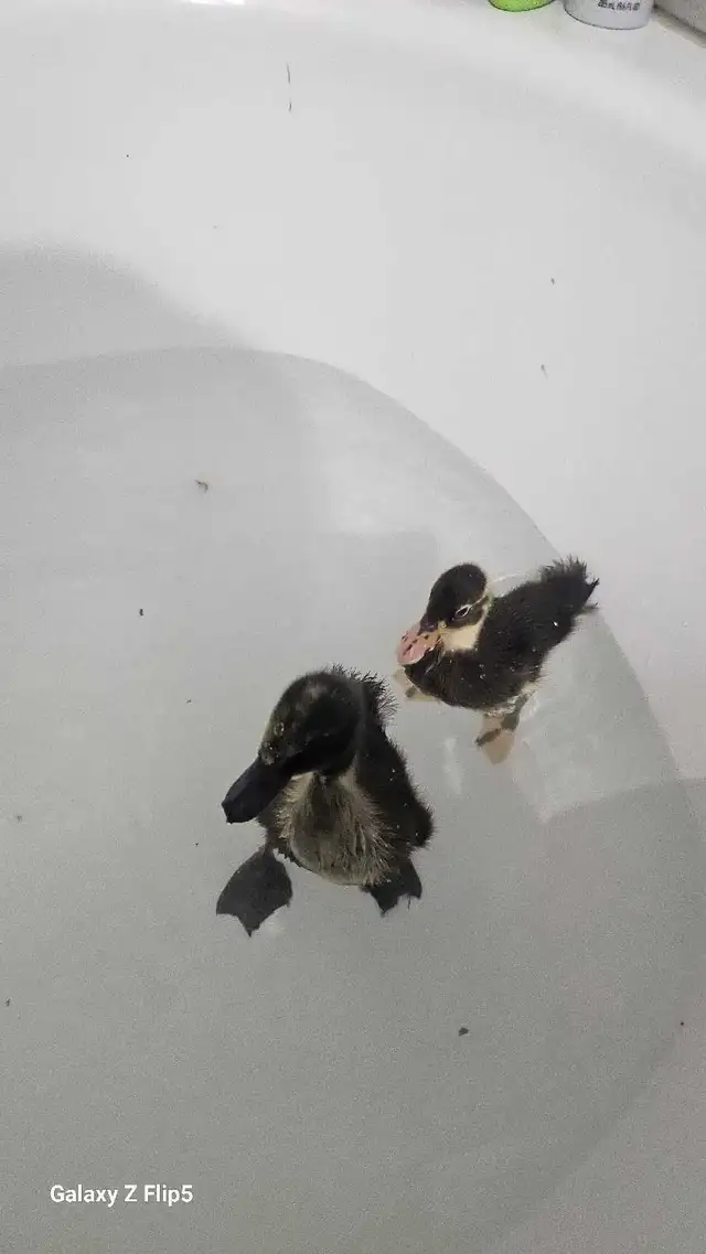 canard/canneton coureur indien - Photo 9