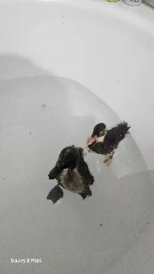 canard/canneton coureur indien - Photo 9