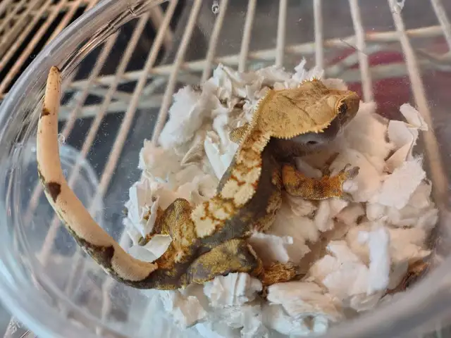 baby crested gecko - Photo 2