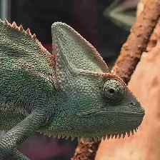 baby veiled chameleon