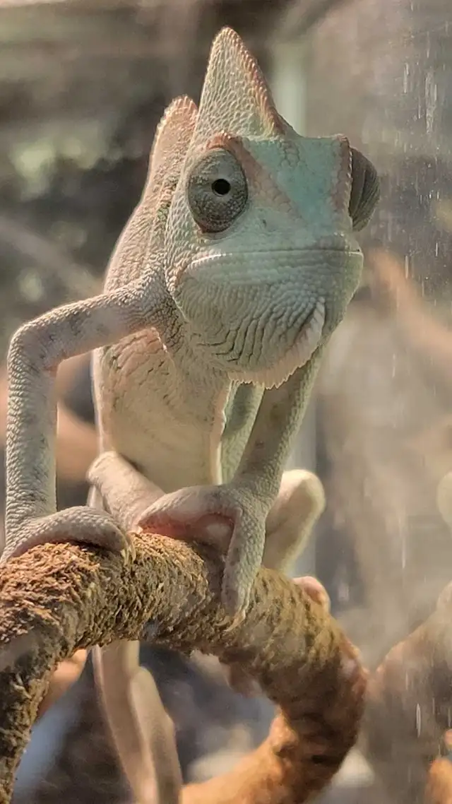 baby veiled chameleon - Photo 2